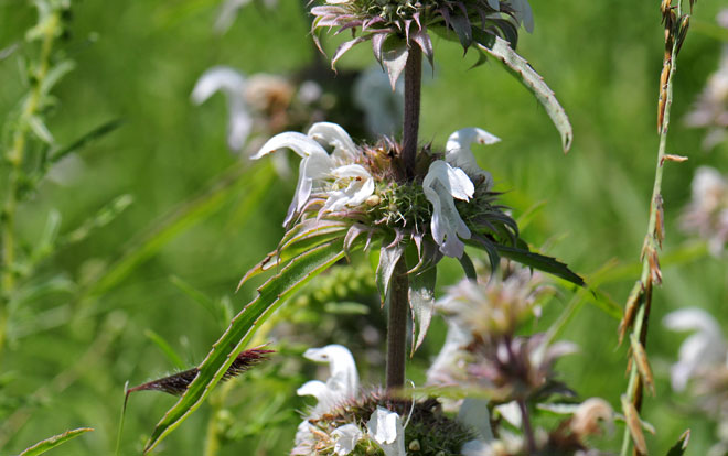 Typical mint with square stems; Monarda citriodora, Lemon Beebalm Monarda citriodora, Lemon Beebalm